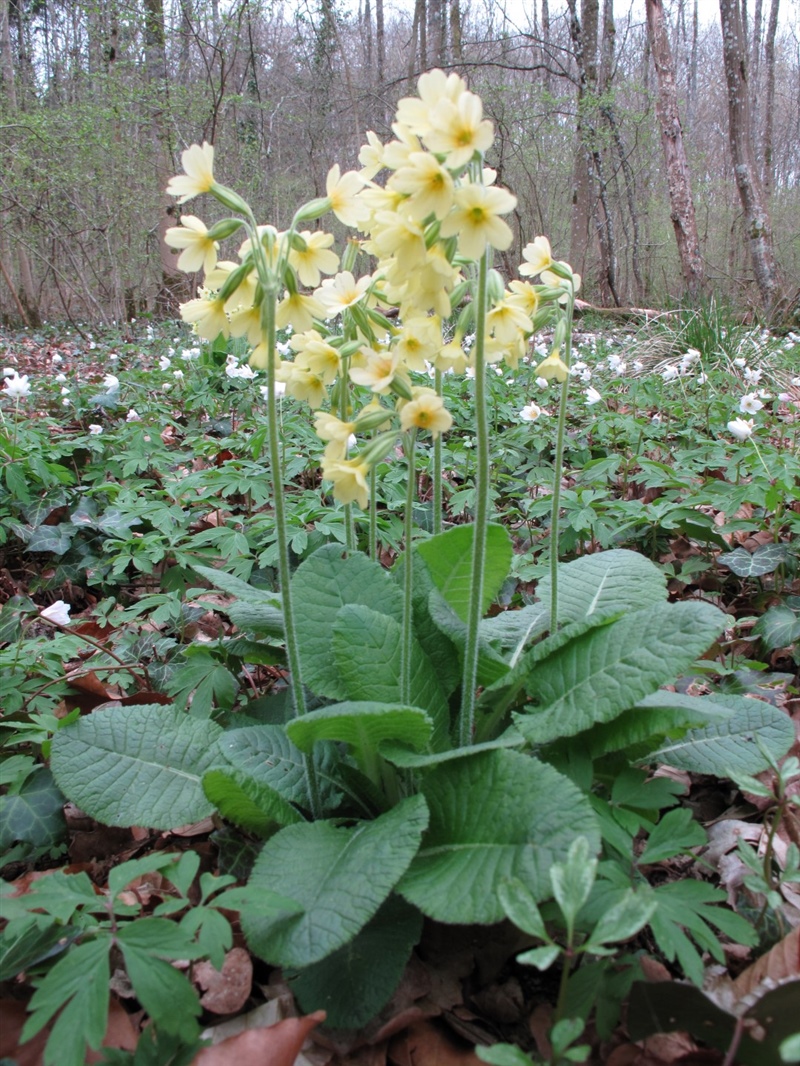 Frühblüher 3